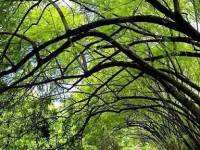 Menengok Keunikan Wisata Pohon Miring di&nbsp;Karawang