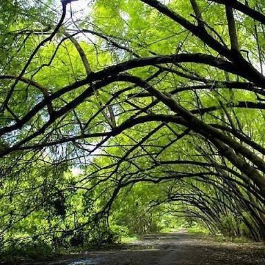 wisata pohon miring karawang